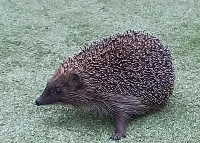 Pensjonacik Marzenie *